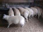 Schapenbokken, Dieren en Toebehoren, Schapen, Geiten en Varkens