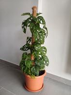 Monstera adansonii, Ophalen