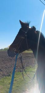 Paard te koop, Dieren en Toebehoren, Paarden, Merrie