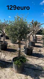 Olijfbomen olea europaea vanaf april in België!, Tuin en Terras, Planten | Bomen, Ophalen