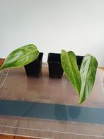 Philodendron painted lady, Huis en Inrichting, Kamerplanten, Ophalen of Verzenden