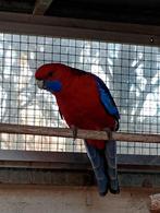 Penant rozella, Dieren en Toebehoren, Vogels | Parkieten en Papegaaien, Mannelijk, Parkiet, Geringd