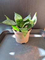 Sanseveria nr 47, Ophalen