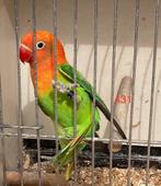 Fischerie opaline groen / bl 5/2025, Dieren en Toebehoren, Geslacht onbekend, Dwergpapegaai of Agapornis, Geringd