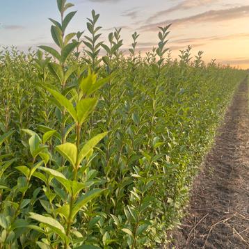 Ligustrum ovalifolium haagplanten. beschikbaar voor biedingen