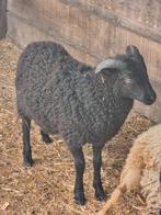 Ouessant Ram zwart 2025