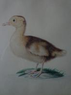 schitterende 19de eeuwse gouache van een eend Eline Robin, Antiek en Kunst, Ophalen of Verzenden