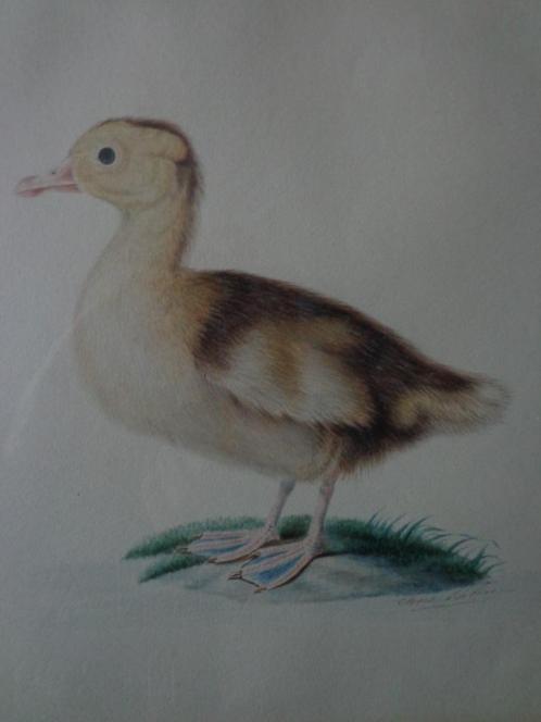 schitterende 19de eeuwse gouache van een eend Eline Robin, Antiek en Kunst, Kunst | Schilderijen | Klassiek, Ophalen of Verzenden