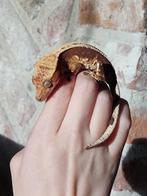 Wimpergekko vrouw, Dieren en Toebehoren, Reptielen en Amfibieën, Overige soorten, 3 tot 6 jaar