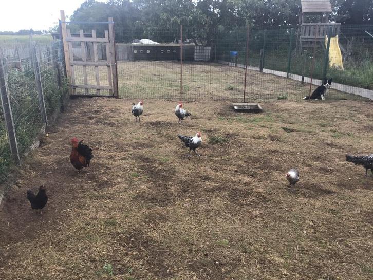 Zilverbrakel en lakenvelder hanen, Dieren en Toebehoren, Pluimvee, Kip, Mannelijk