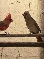 Rode Kardinaal vogels, Dieren en Toebehoren, Vogels | Overige Vogels, Meerdere dieren, Wildzangvogel, Geringd
