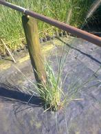 pennisetum siergrassen aan 0,50 euro/stuk, Tuin en Terras, Planten | Tuinplanten, Ophalen, Vaste plant, Siergrassen, Halfschaduw