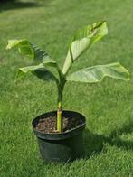 Musa basjoo (Japanse vezelbanaan), Ophalen, Lente, Vaste plant, Volle zon