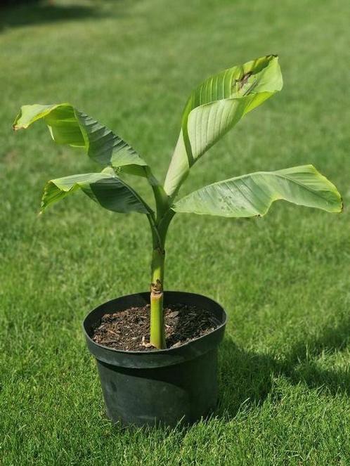 Musa basjoo (Japanse vezelbanaan), Tuin en Terras, Planten | Tuinplanten, Vaste plant, Volle zon, Lente, Ophalen