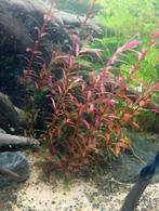 Aquariumplanten, Ophalen