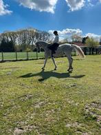 KWPN ruin (Campbell VDL x Karlstad), 175 cm ou plus, 11 ans ou plus, Hongre, M