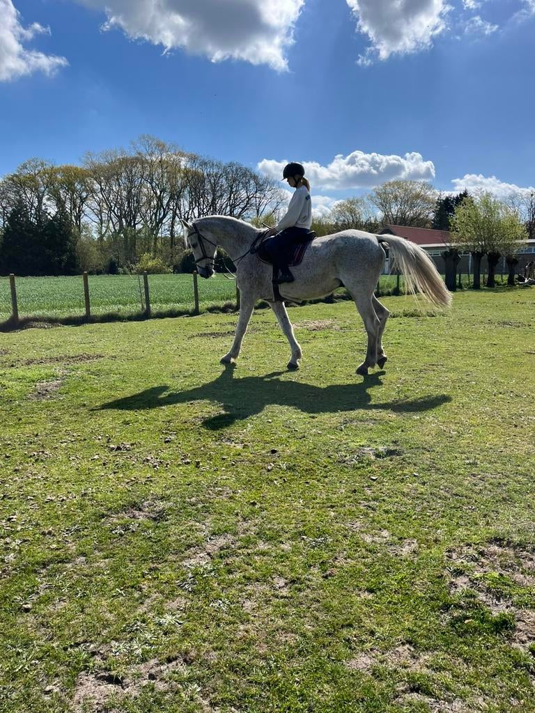 KWPN ruin (Campbell VDL x Karlstad), Dieren en Toebehoren, Paarden, Ruin, M, 175 cm of meer, 11 jaar of ouder, Springpaard, Met stamboom