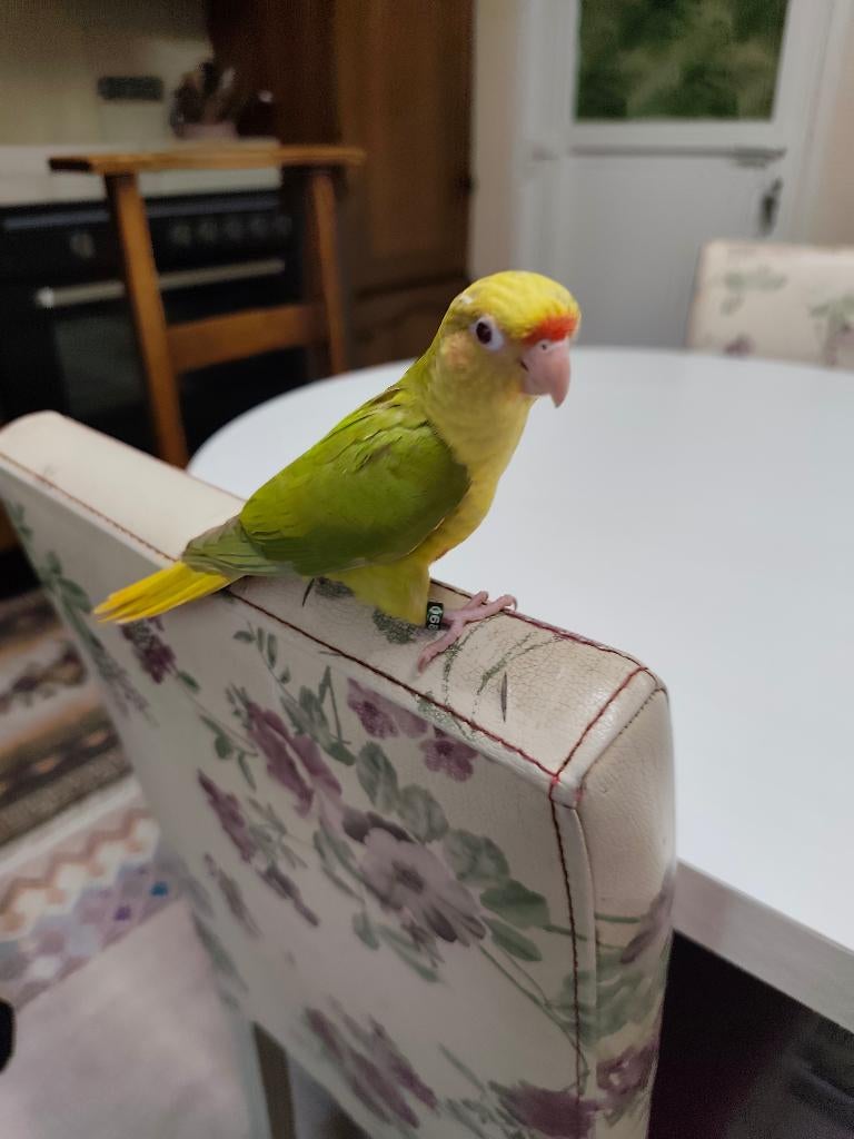 Pyrrhura, Plusieurs animaux, Perruche, Domestique