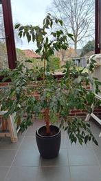Ficus Benjamina Exotica fikus plante d'intérieur 150 cm, Enlèvement, Ficus, Plein soleil