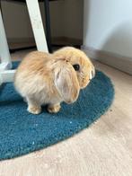 Beau et méga lapin nain doux à vendre, Animaux & Accessoires, Mâle, Nain, 0 à 2 ans