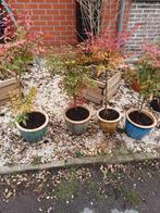 4 hemelse bamboe te koop 20 euro per stuk, Tuin en Terras, Planten | Bomen, Ophalen