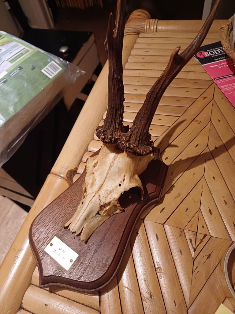 Crâne animal, Jardin & Terrasse