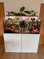 Strak rimless aquaja 535 aquarium, Enlèvement, Comme neuf, Aquarium d'eau douce rempli