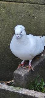 8 duiven te koop 9 stok voor 35 euro