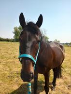 Ruin van 15jaar te koop, Dieren en Toebehoren, Gechipt, Ruin, 160 tot 165 cm, 11 jaar of ouder