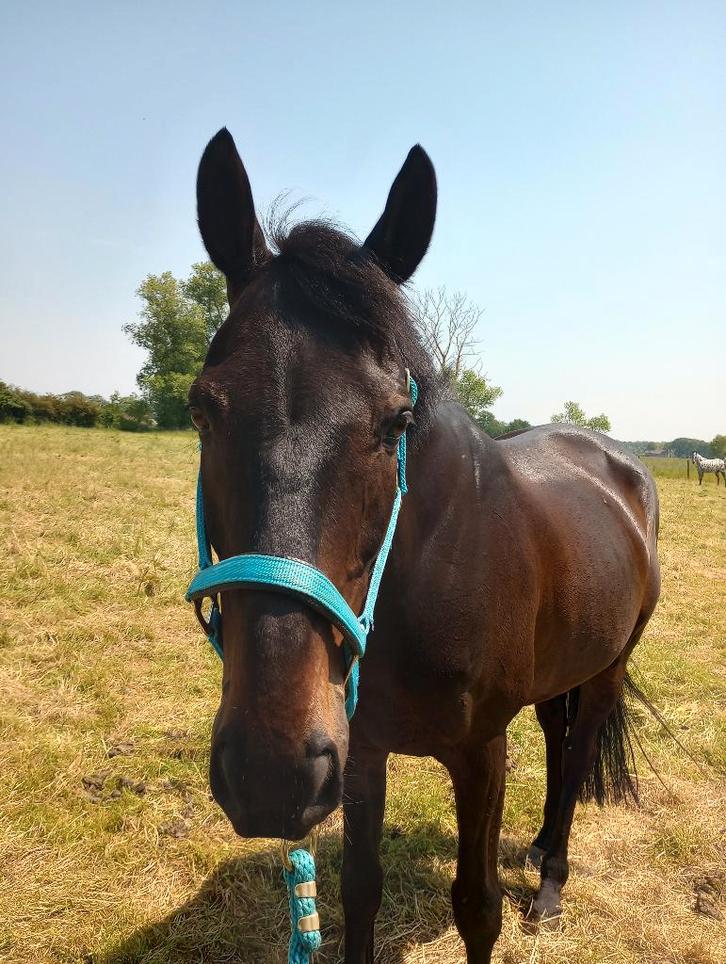 Ruin van 15jaar te koop, Animaux & Accessoires, Chevaux, Hongre, 160 à 165 cm, 11 ans ou plus, Cheval de récréation, Avec puce électronique