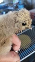 Kuikens 2weken, Dieren en Toebehoren, Ophalen