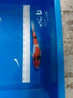 Japanse koi, Dieren en Toebehoren, Vissen | Vijvervissen