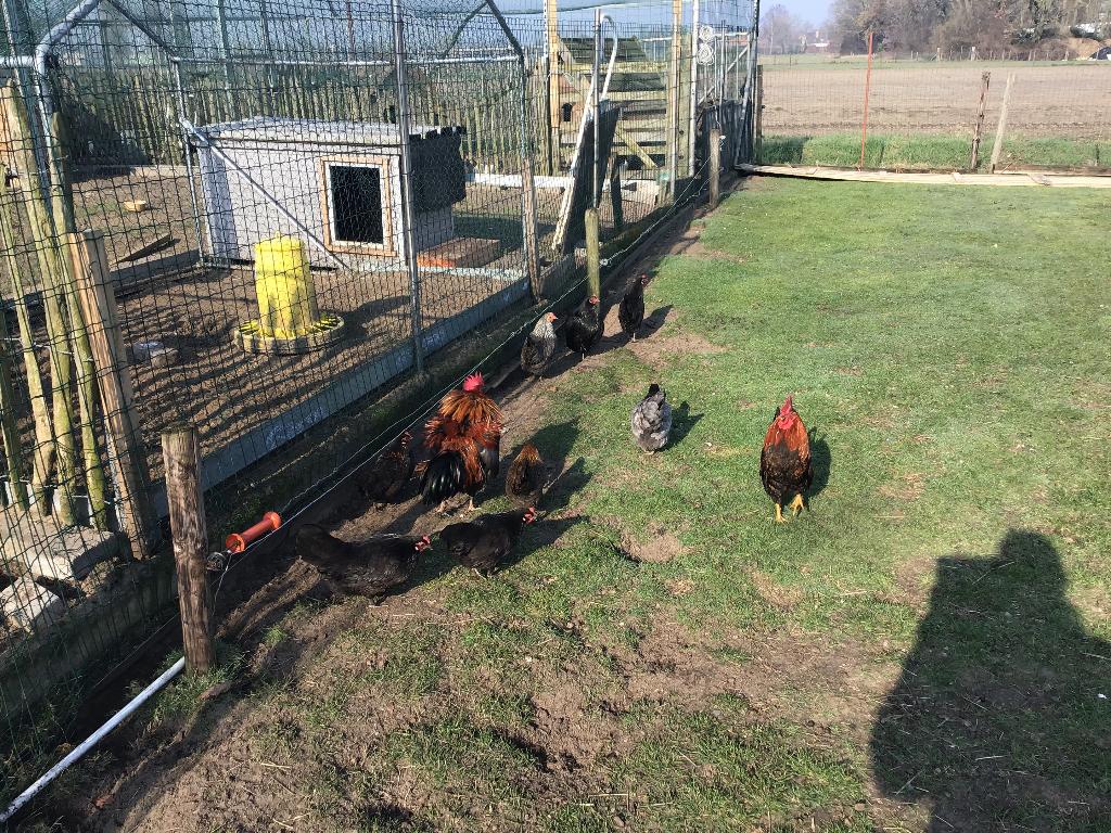 Broedeieren Engelse kriel, Sexe inconnu, Poule ou poulet