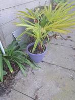palmboom - trachycarpus fortunei, Tuin en Terras, Planten | Bomen, Ophalen, In pot, Palmboom, Minder dan 100 cm