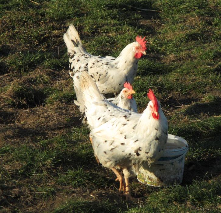 Broedeieren van bonte leghorn, Dieren en Toebehoren, Pluimvee