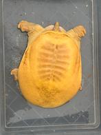 1.0 albino drieklauw, Schildpad, Tam, 3 tot 6 jaar