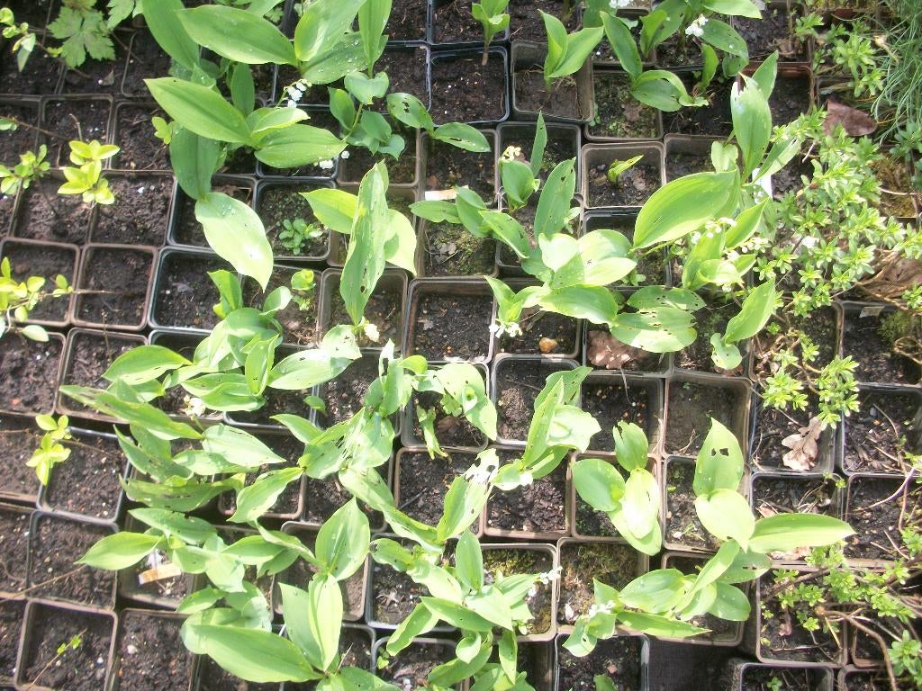 Meiklokjes of Lelietje van dalen, Jardin & Terrasse, Plantes | Jardin, Plante fixe, Couvre-sol, Mi-ombre, Printemps, Enlèvement