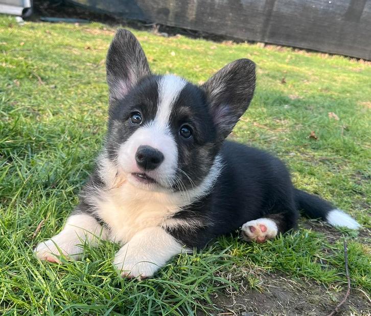 Chiots Welsh Corgi super mignons, élevés à la maison !, Animaux & Accessoires, Chiens | Bergers & Bouviers, Chien (mâle), Autres races