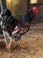 Haan (Padua x legkip), Mannelijk, Kip