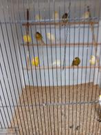 Beaux grands canaris en bonne santé, Animaux & Accessoires, Oiseaux | Canaris