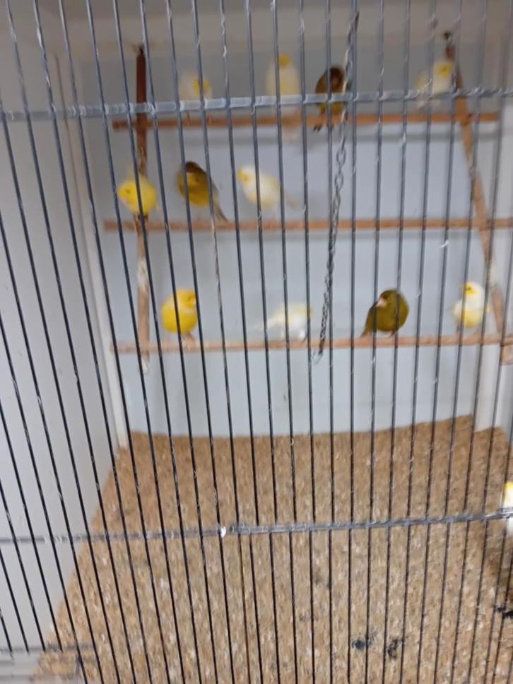 Beaux grands canaris en bonne santé, Animaux & Accessoires, Oiseaux | Canaris