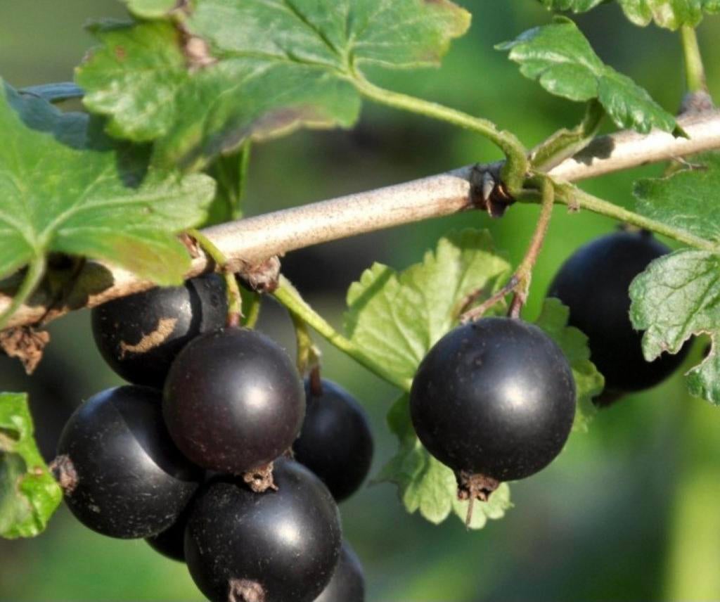 Jostabes, Tuin en Terras, Planten | Fruitbomen, Ophalen