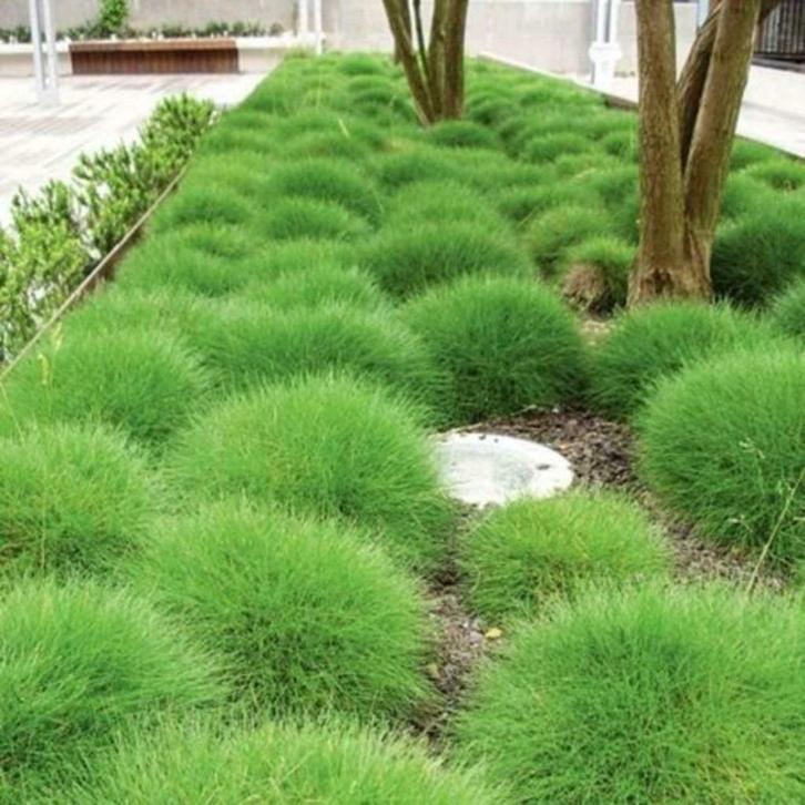 Festuca gautierii, Tuin en Terras, Planten | Tuinplanten, Vaste plant, Siergrassen, Halfschaduw, Ophalen