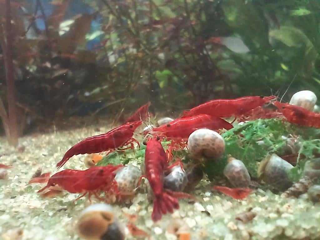 Bloody mary garnalen neocaridina, Dieren en Toebehoren, Vissen | Aquariumvissen