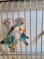 Fischeri blauw opaline, Dieren en Toebehoren, Vogels | Parkieten en Papegaaien, Geringd