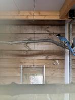 Europese blauwe ekster, Mannelijk, Geringd