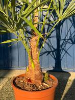 Trachycarpus fortunei winterharde palmboom, Tuin en Terras, Planten | Bomen, Ophalen, In pot, Volle zon, Palmboom