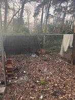 Gegalvaniseerde hondenren, Ophalen, Hondenkennel, 100 cm of meer, 110 cm of meer