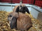 Lapins Minilop à vendre