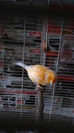 Jonge kanarie te koop, Animaux & Accessoires